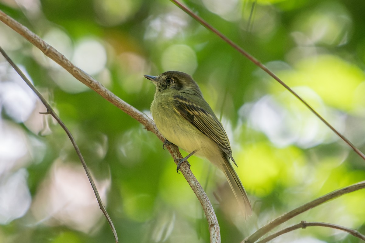 Sepia-capped Flycatcher - ML618433920