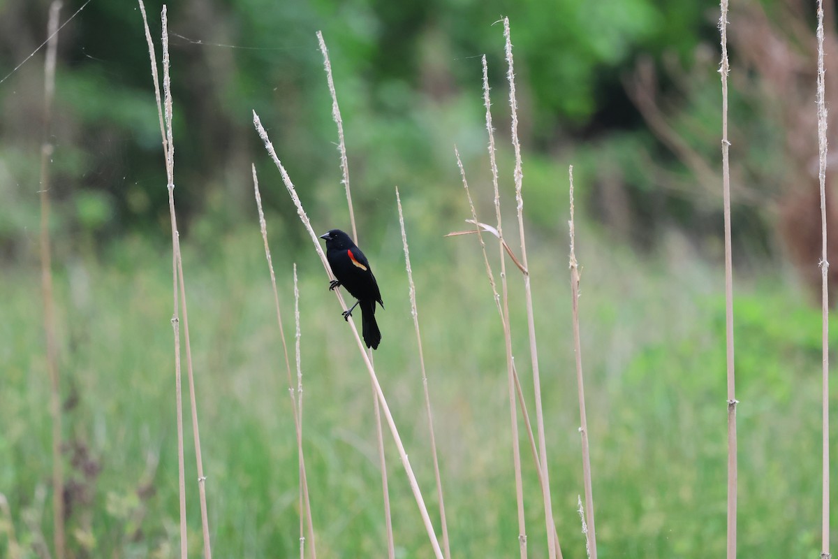Red-winged Blackbird - ML618433937
