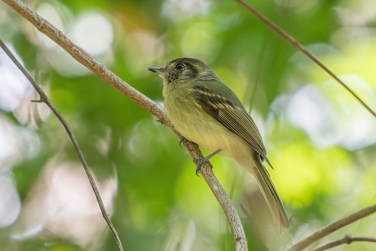 Sepia-capped Flycatcher - ML618433940