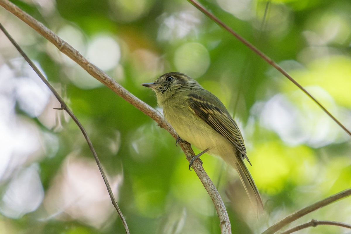 Sepia-capped Flycatcher - ML618433941