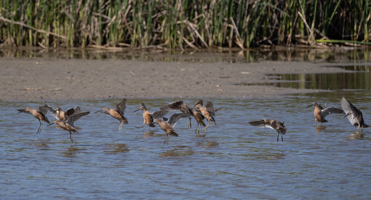 Long-billed Dowitcher - ML618433952