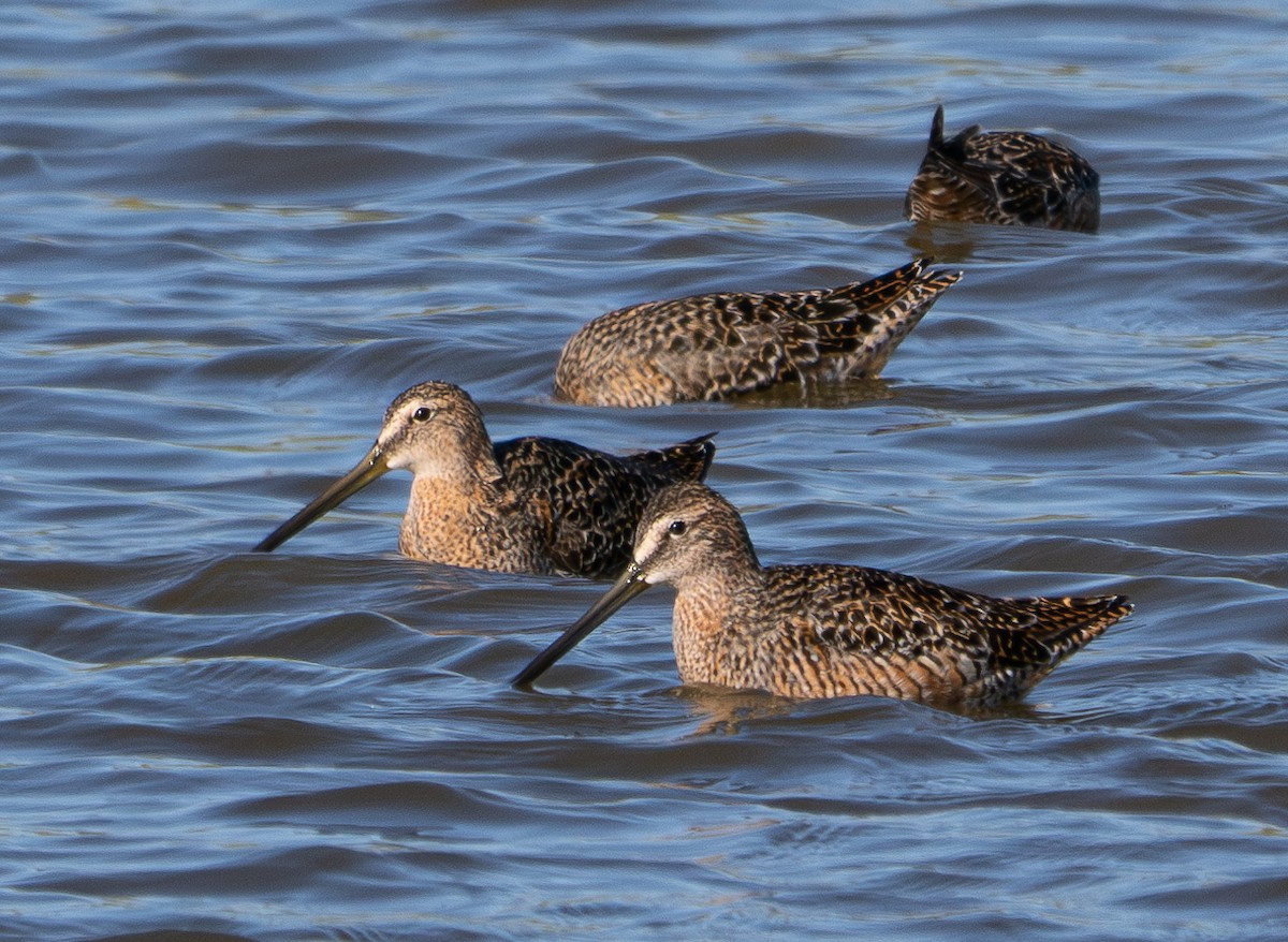 Long-billed Dowitcher - ML618433970