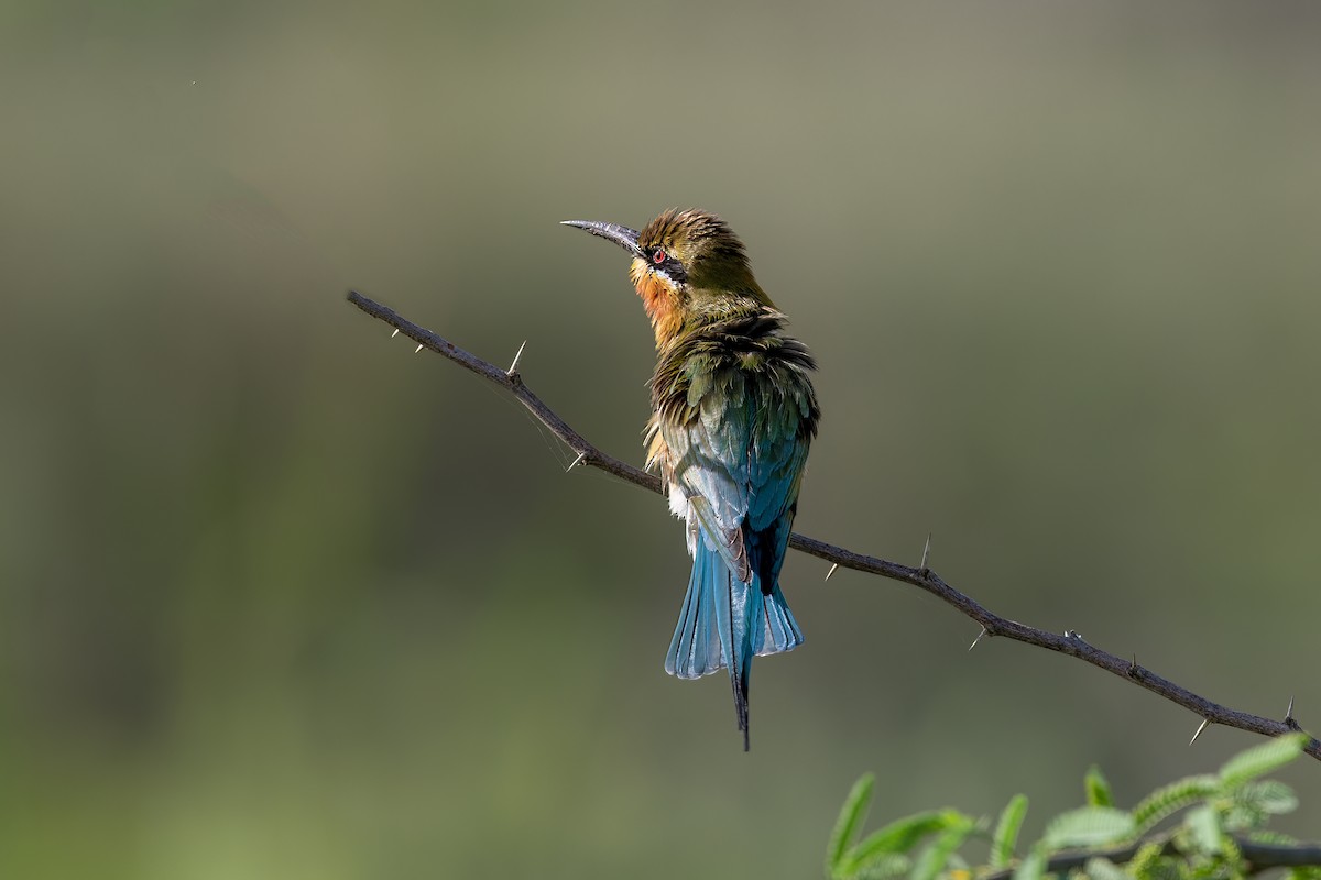 Blue-tailed Bee-eater - ML618433972