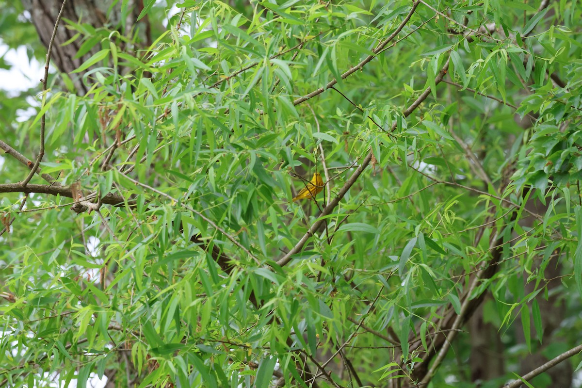 Yellow Warbler - ML618433993