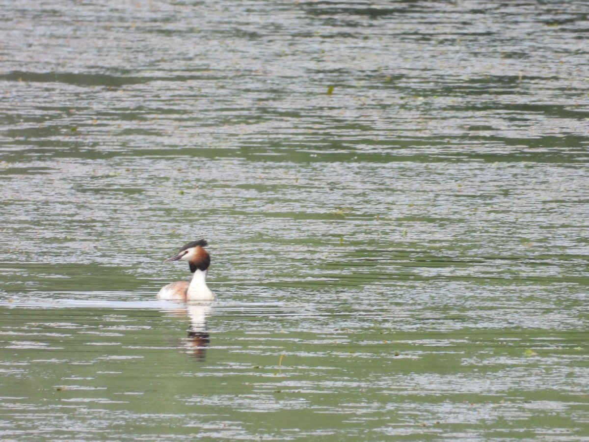 Great Crested Grebe - ML618434082