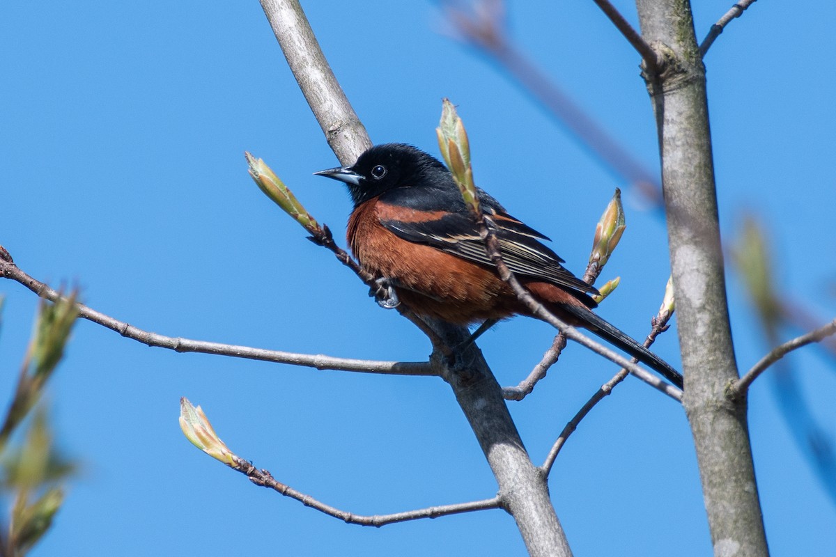 Orchard Oriole - ML618434112