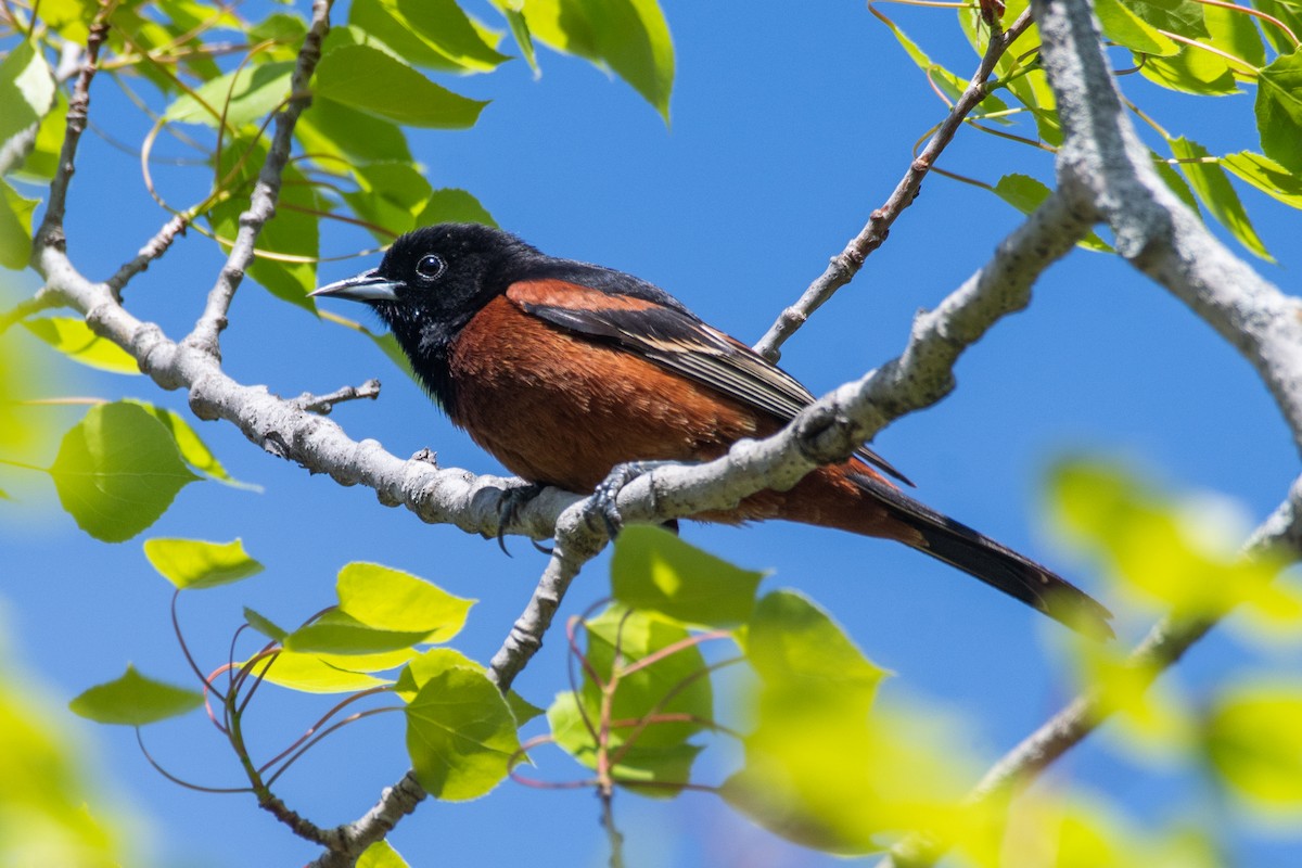 Orchard Oriole - ML618434113