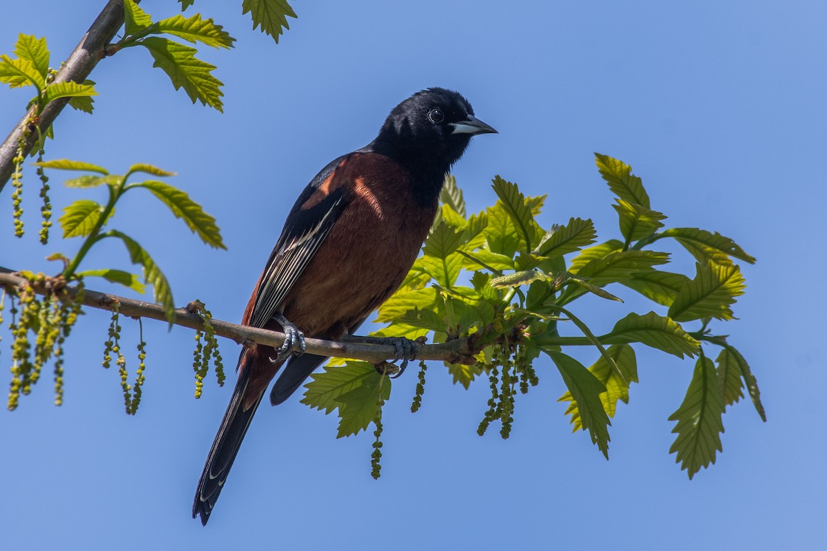 Orchard Oriole - ML618434115