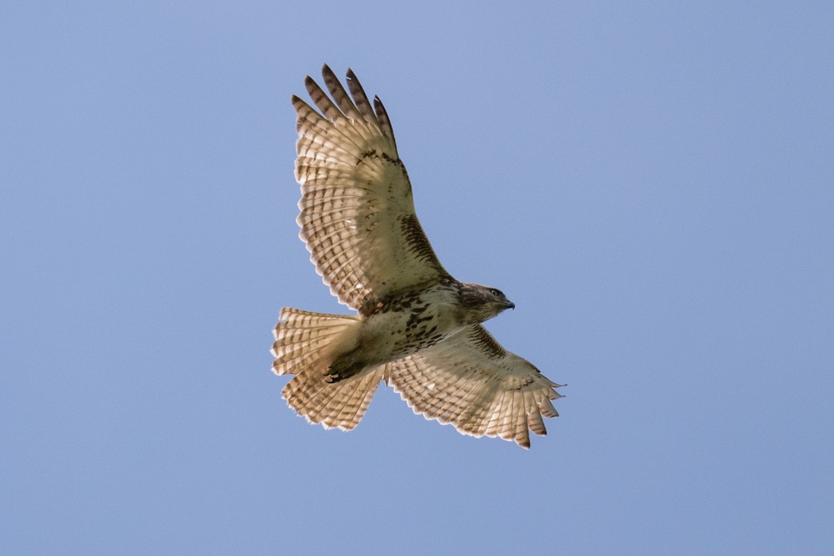 Red-tailed Hawk - Lisa Miller