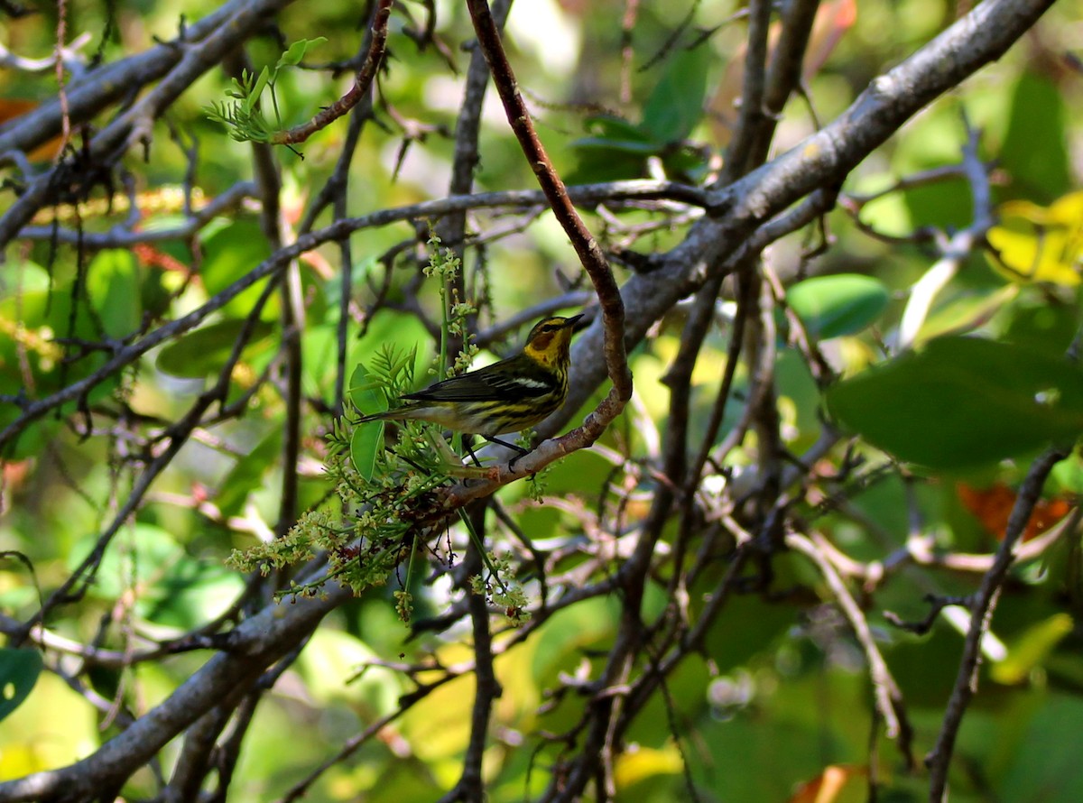 Cape May Warbler - ML618434117