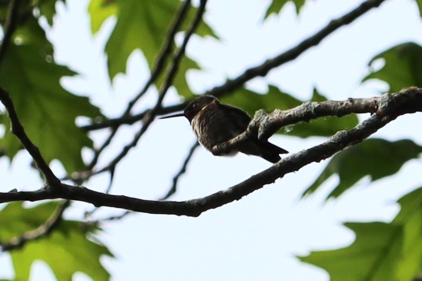 Ruby-throated Hummingbird - ML618434144