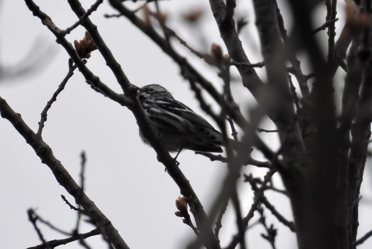 Black-and-white Warbler - ML618434173