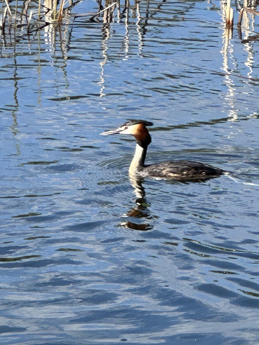 Great Crested Grebe - ML618434207
