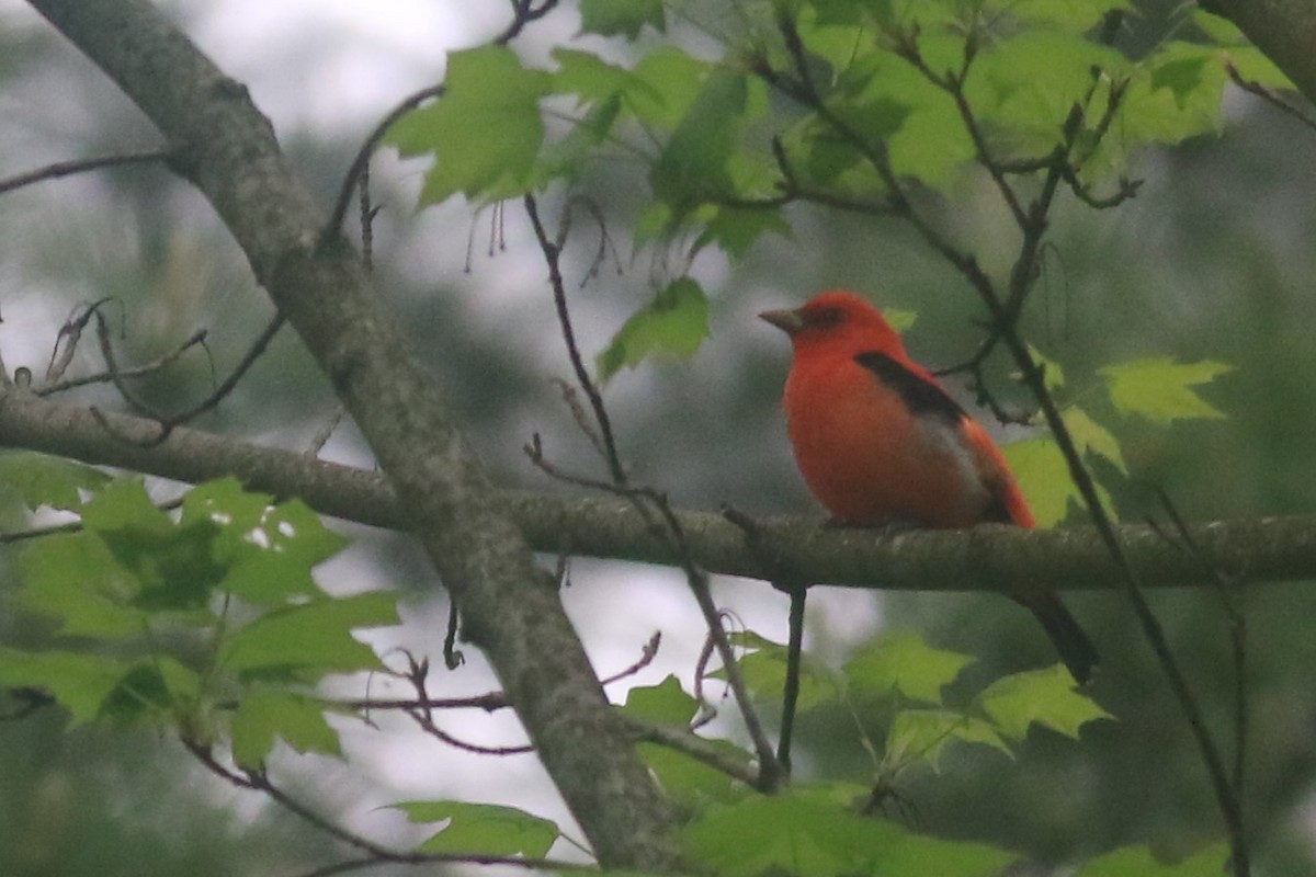Scarlet Tanager - ML618434227