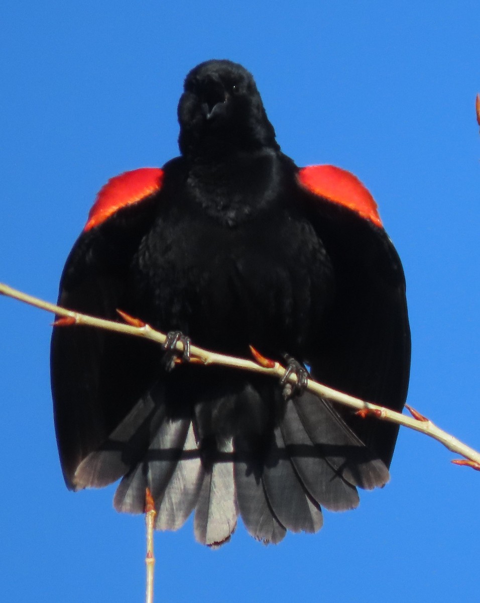 Red-winged Blackbird - ML618434269