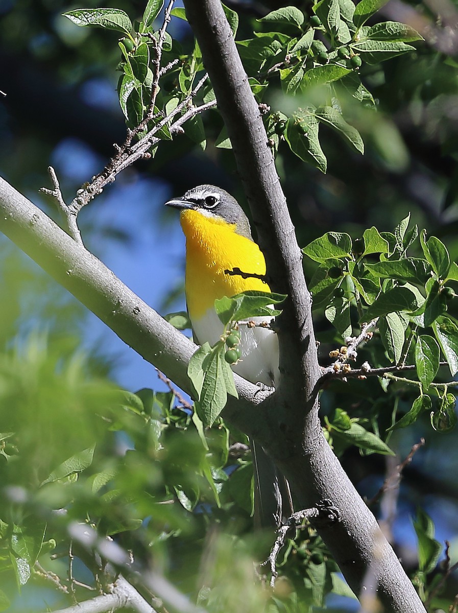 Yellow-breasted Chat - ML618434298