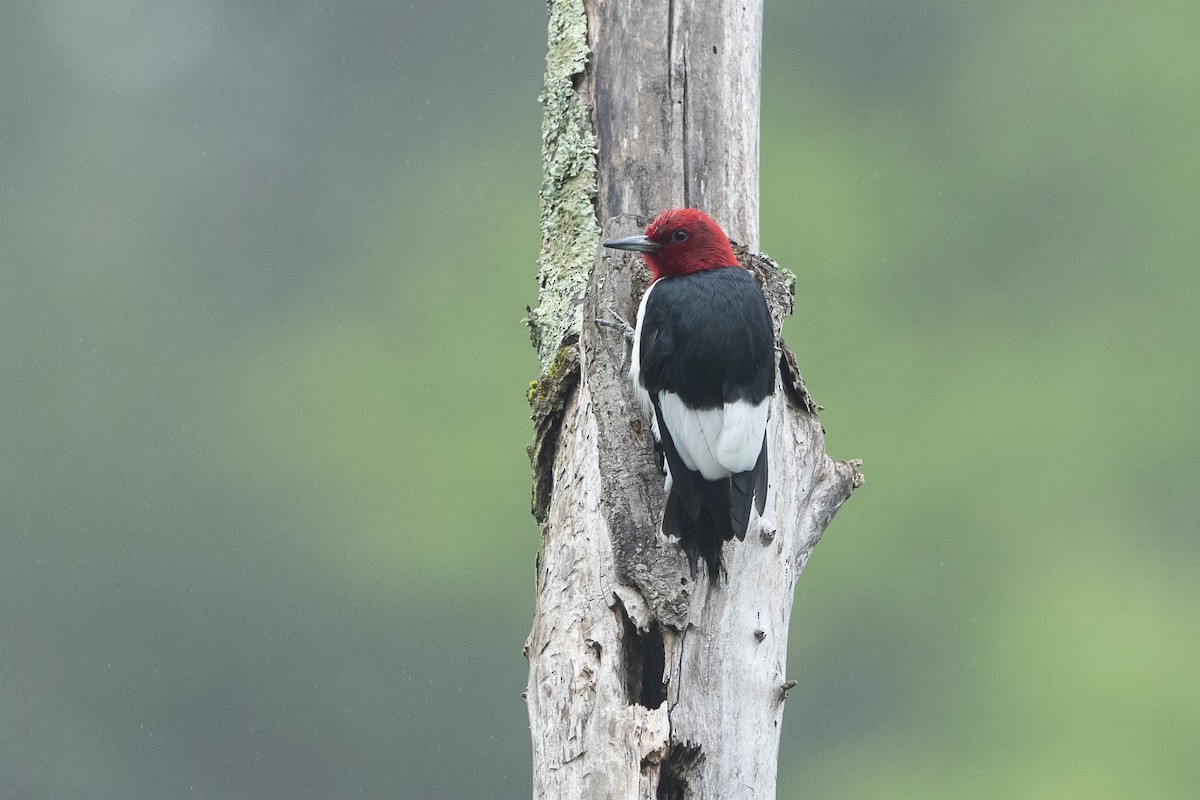 Red-headed Woodpecker - ML618434299