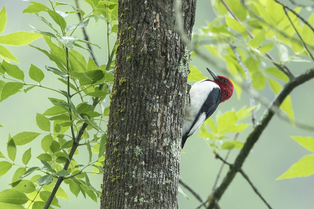 Red-headed Woodpecker - ML618434300