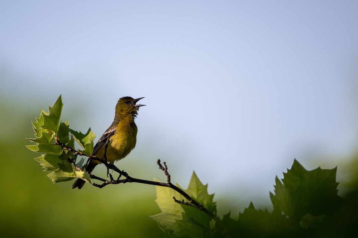 Orchard Oriole - ML618434302