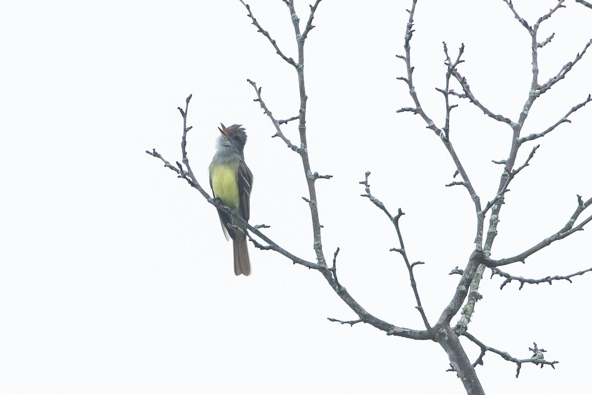 Great Crested Flycatcher - ML618434309