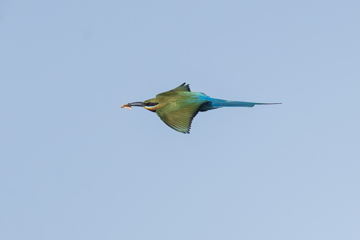 Blue-tailed Bee-eater - ML618434361