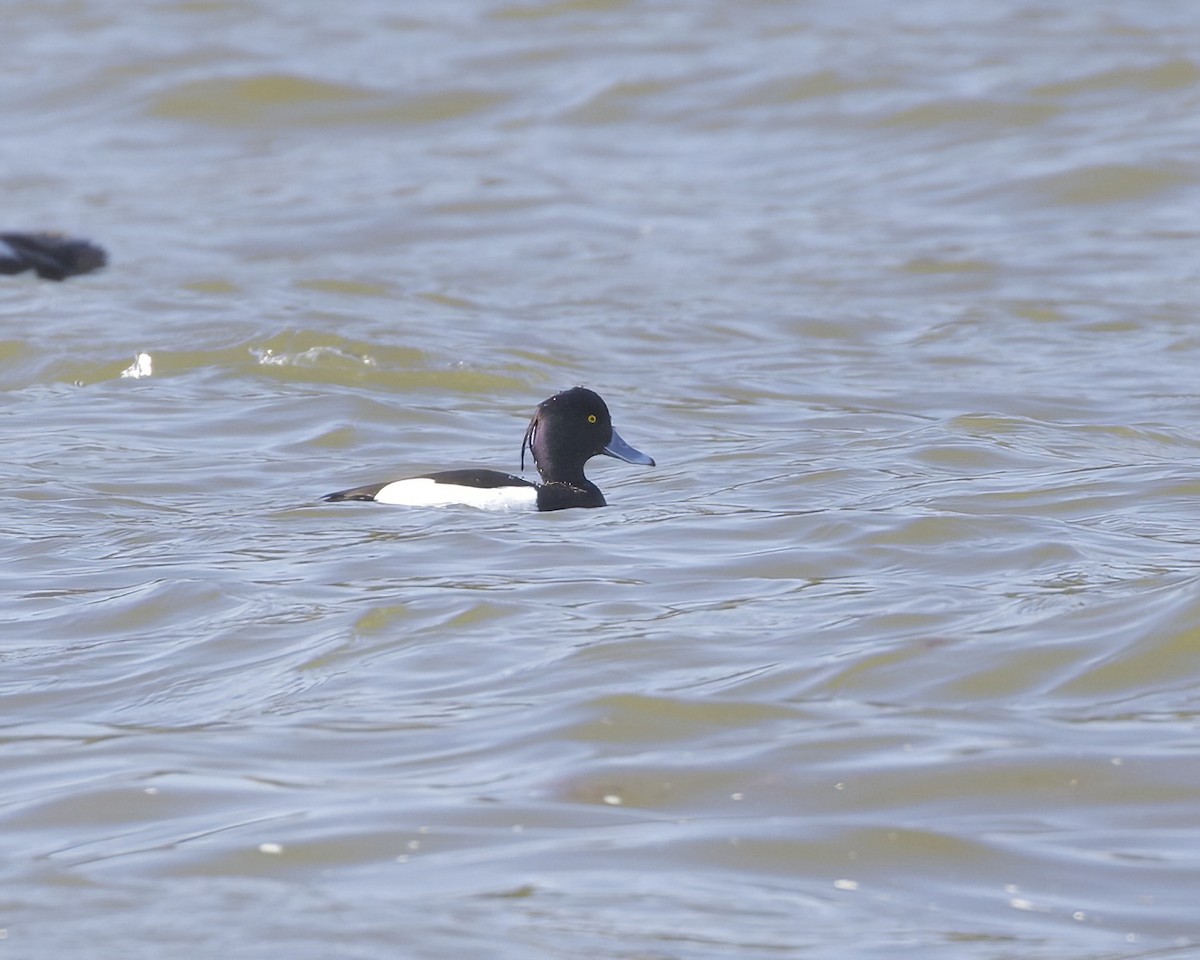 Tufted Duck - Terence Degan