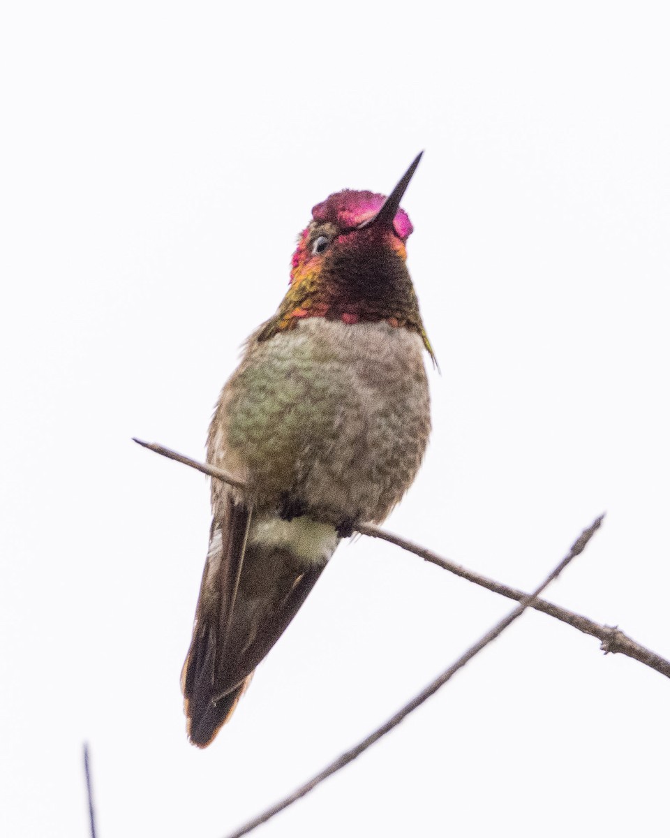 Anna's Hummingbird - ML618434391
