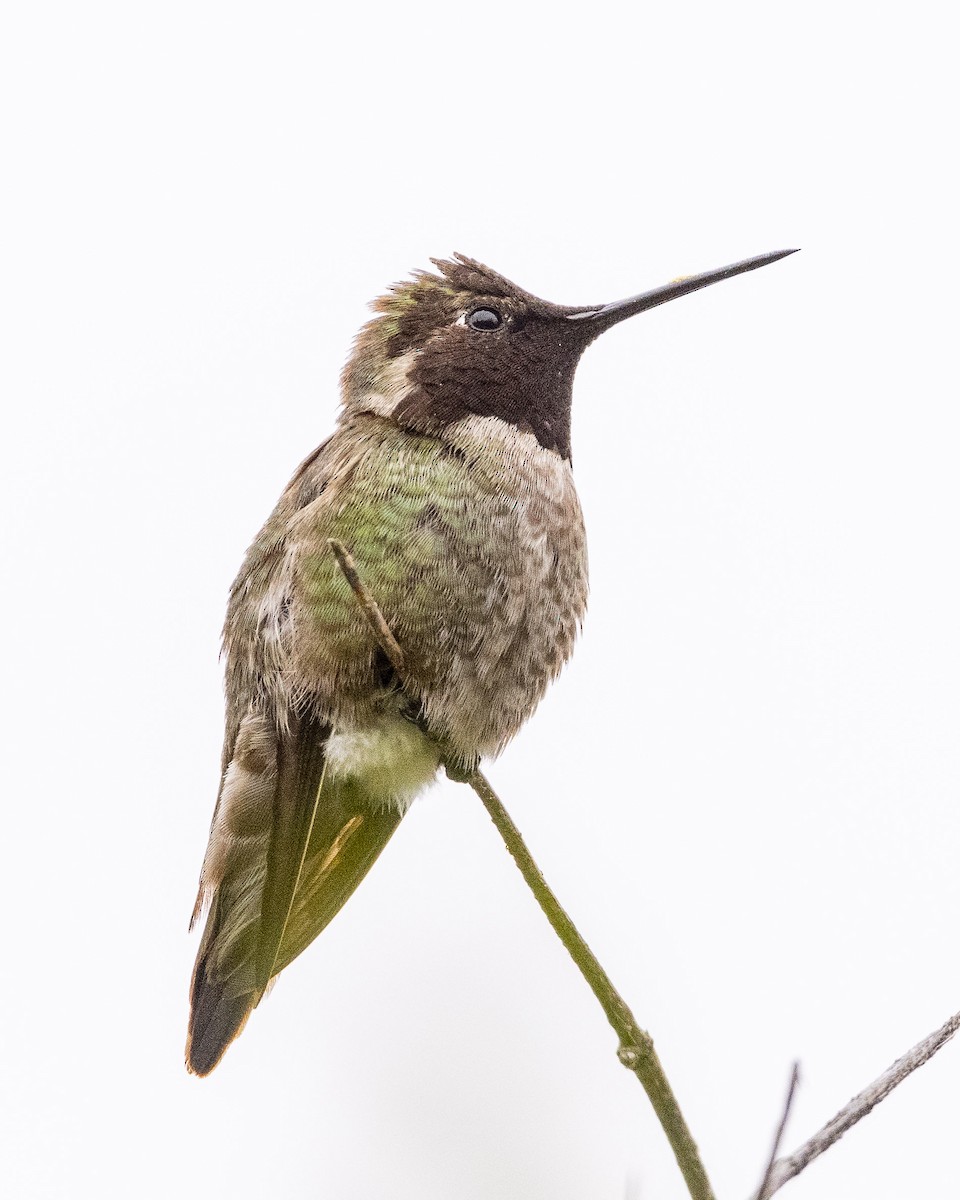 Anna's Hummingbird - ML618434392