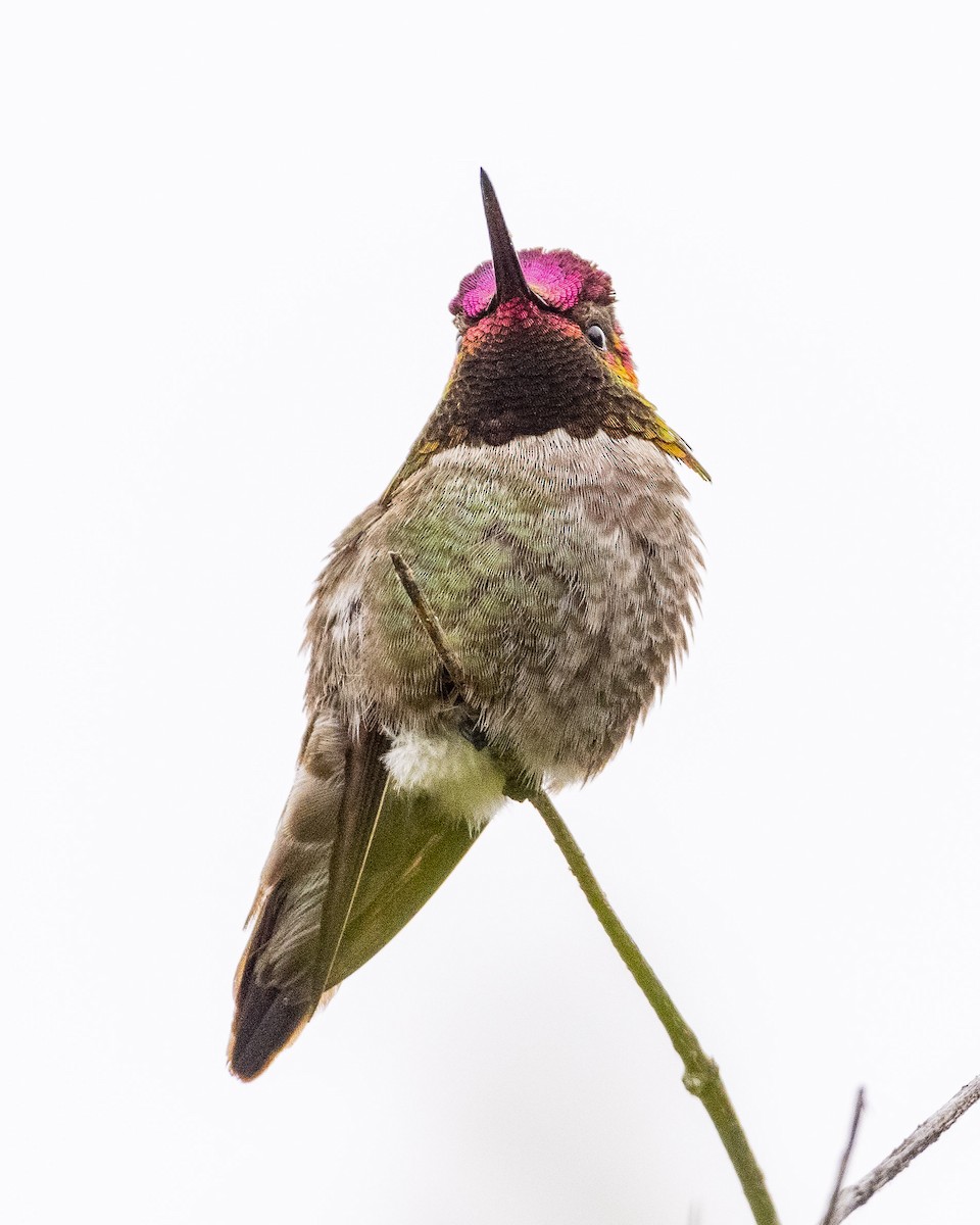 Anna's Hummingbird - ML618434393
