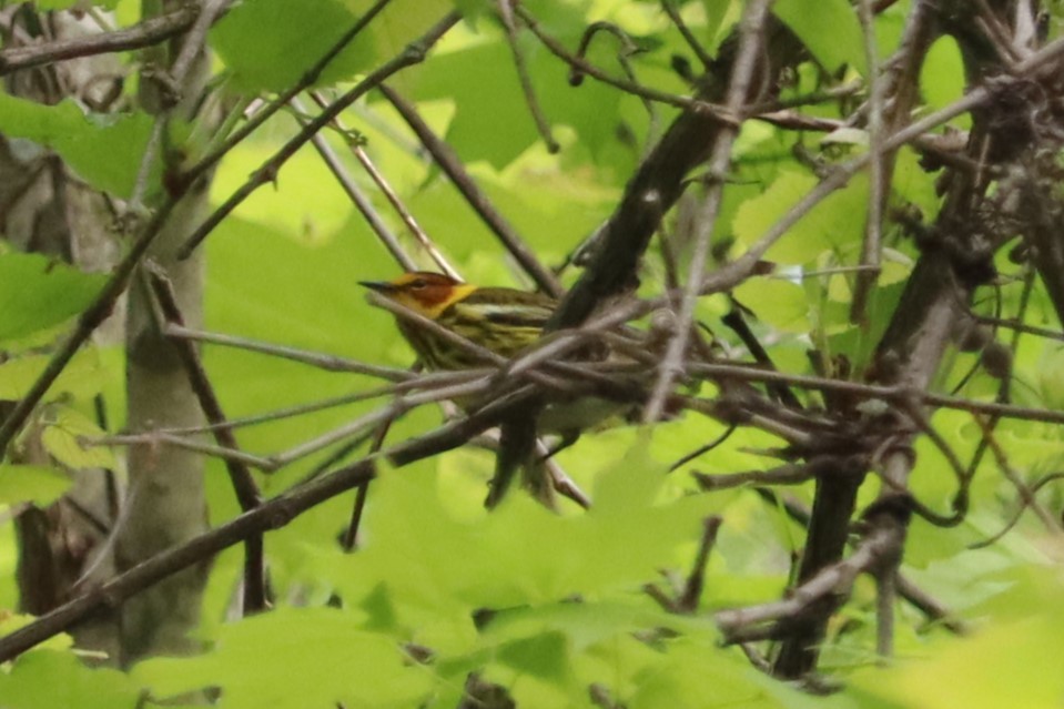 Cape May Warbler - ML618434405