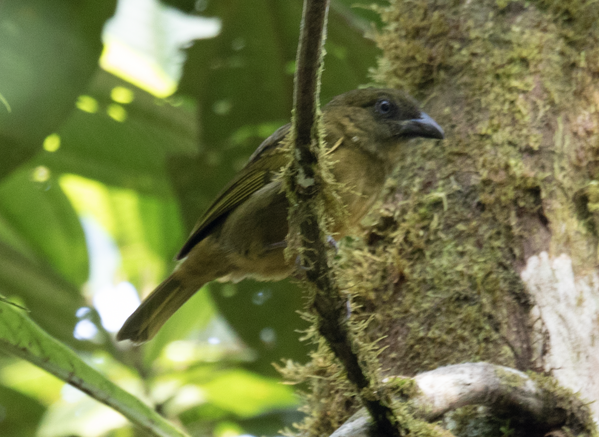 Ochre-breasted Tanager - ML618434428