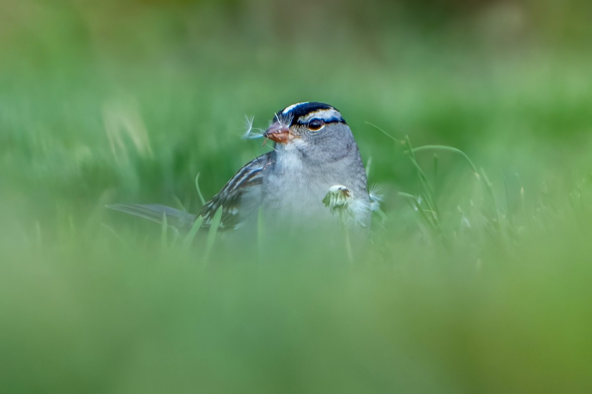 White-crowned Sparrow - ML618434475