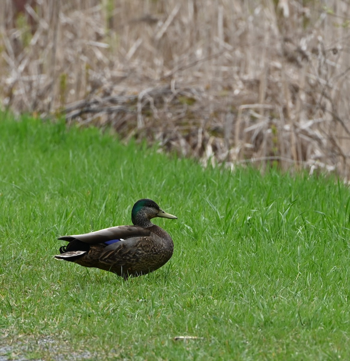 Mallard x American Black Duck (hybrid) - ML618434545