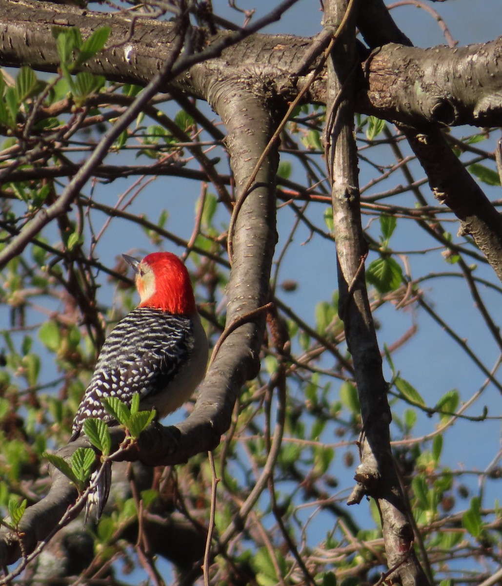Red-bellied Woodpecker - ML618434566
