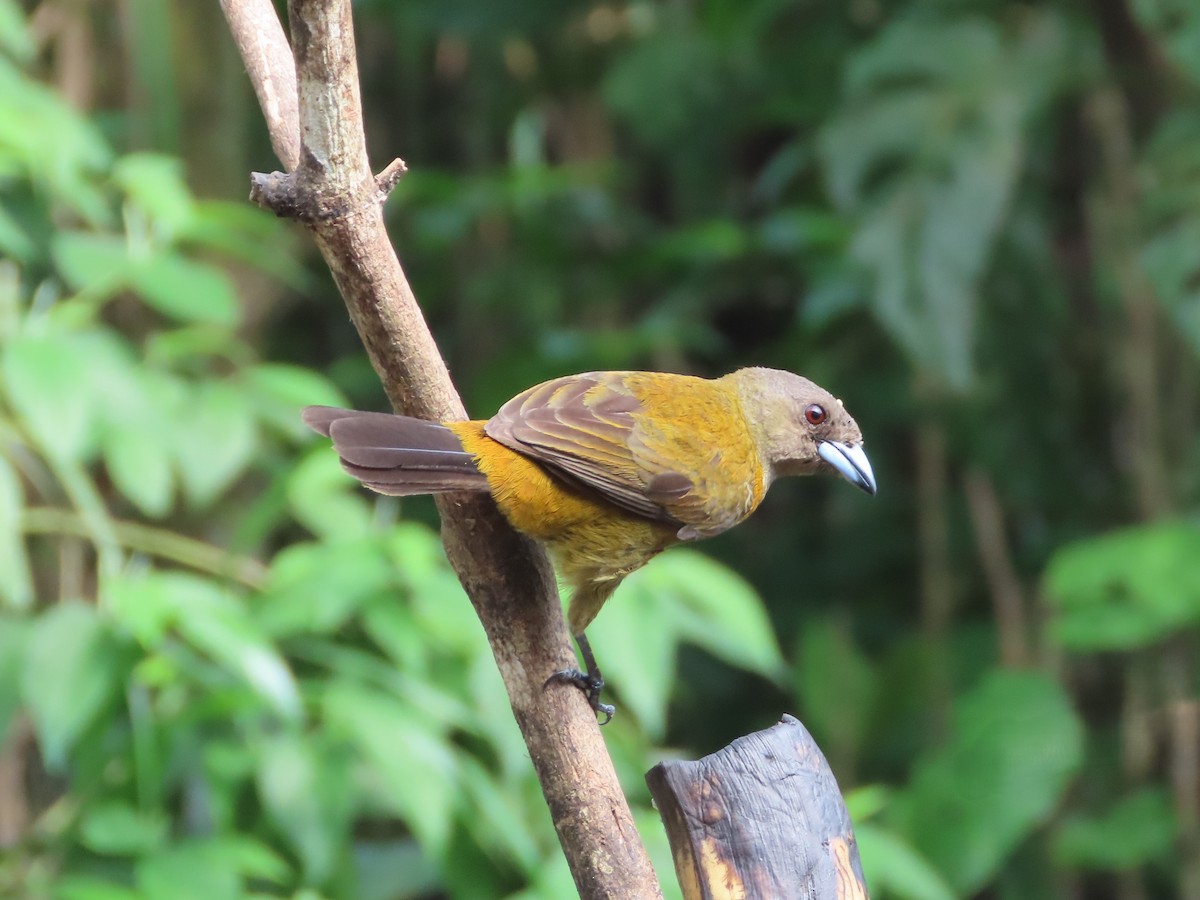 Scarlet-rumped Tanager - ML618434581