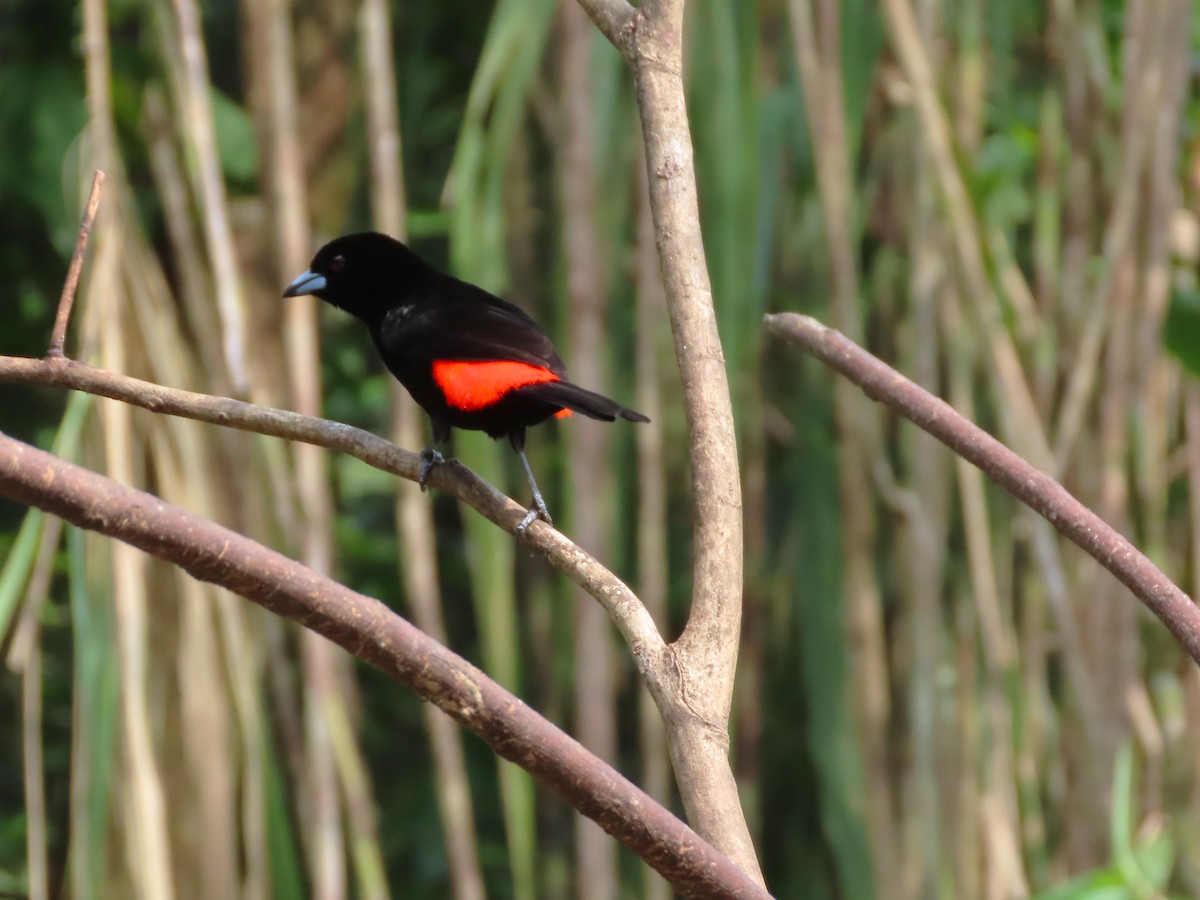 Scarlet-rumped Tanager - ML618434584