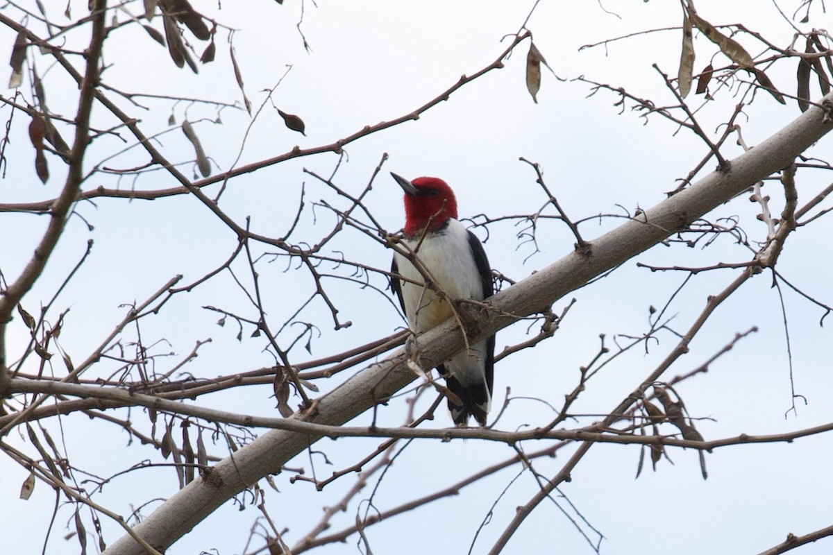 Red-headed Woodpecker - ML618434585