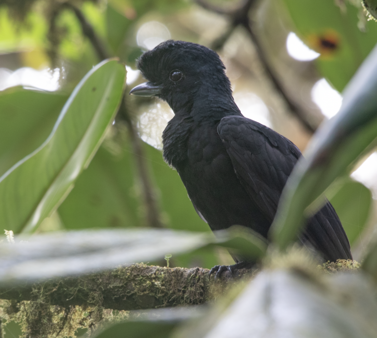 Эквадорская зонтичная птица - ML618434593