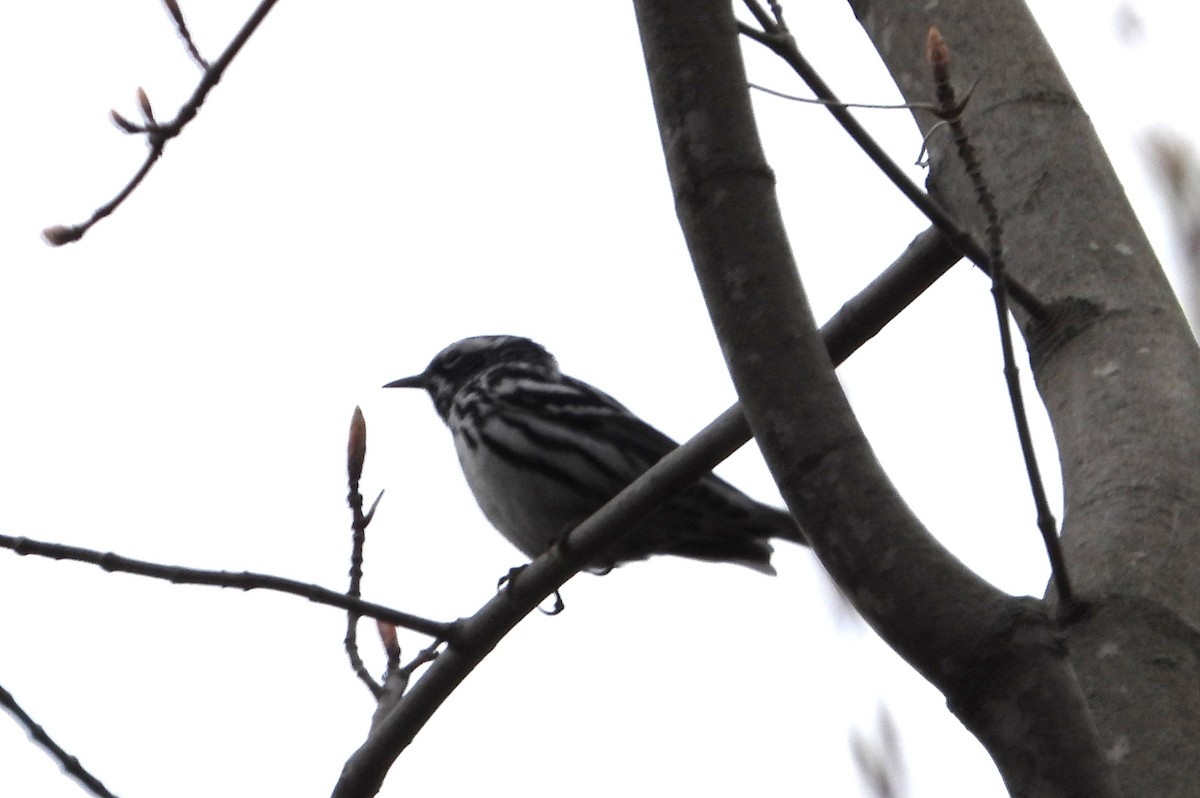 Black-and-white Warbler - ML618434602