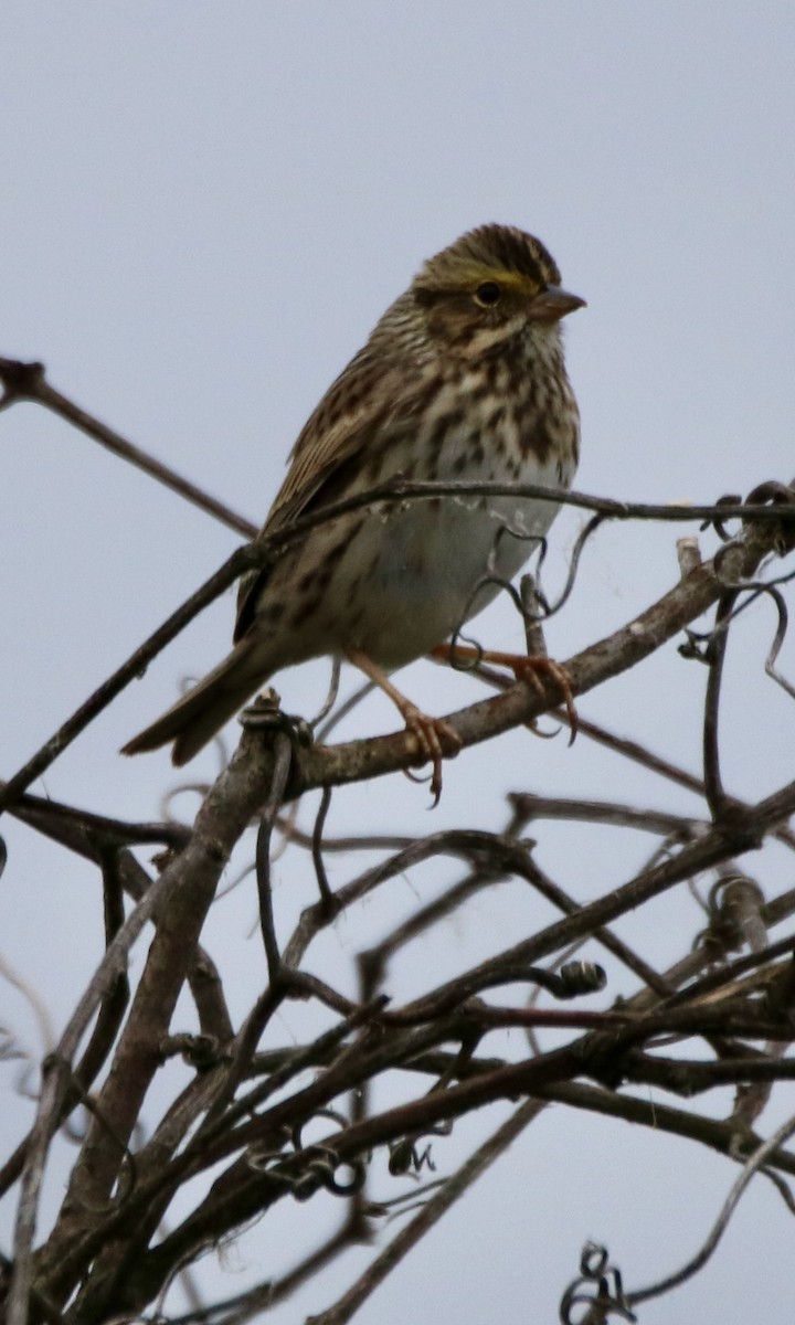 Savannah Sparrow (Savannah) - ML618434636