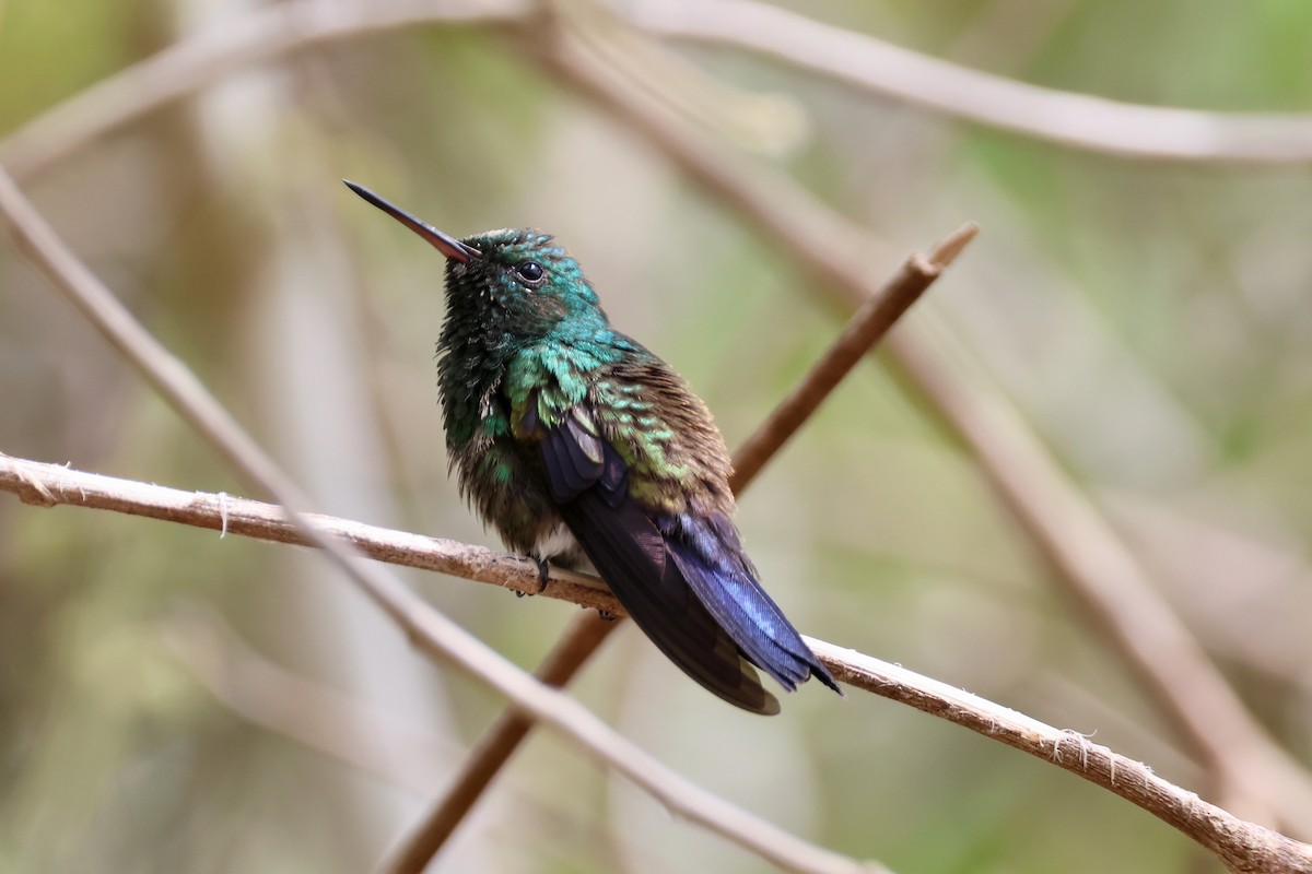 Blue-vented Hummingbird - Olivier Langrand