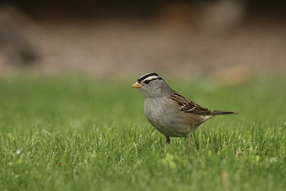 White-crowned Sparrow - ML618434735