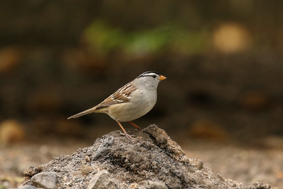 White-crowned Sparrow - ML618434736