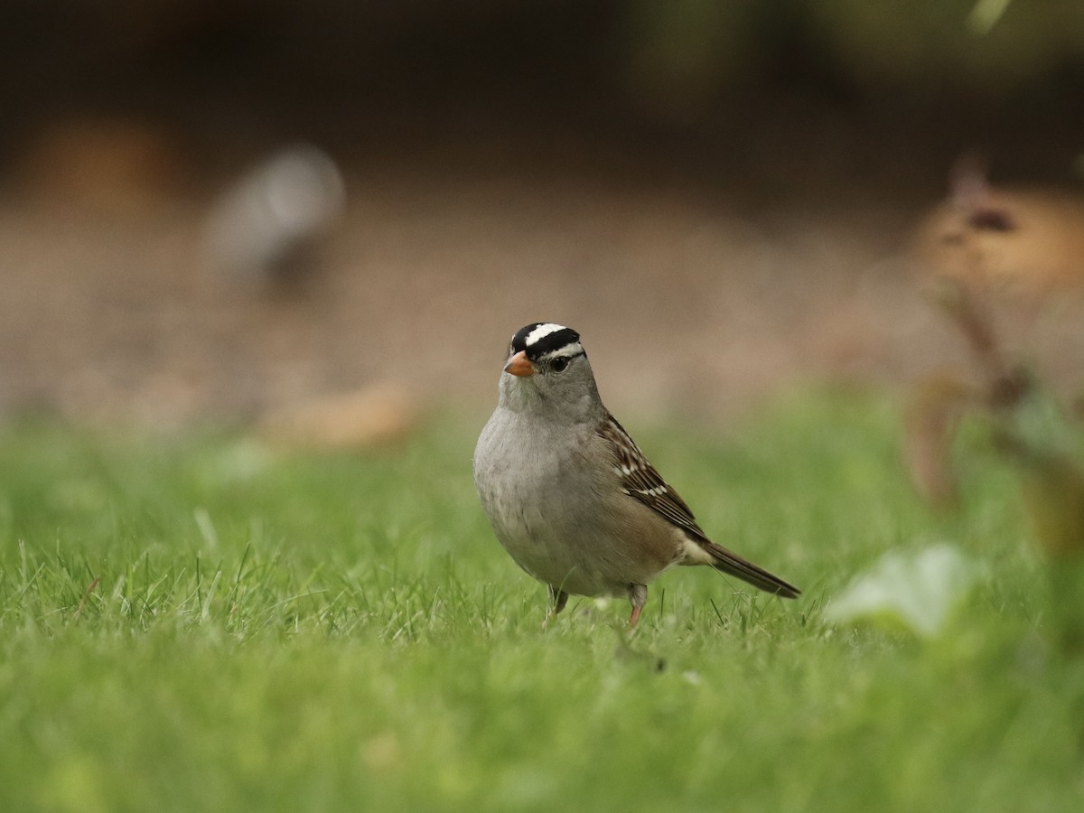 White-crowned Sparrow - ML618434737