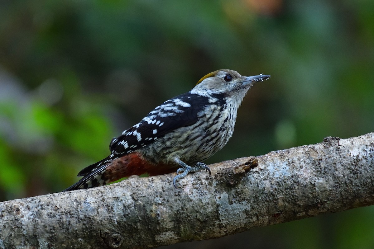 Brown-fronted Woodpecker - ML618434739