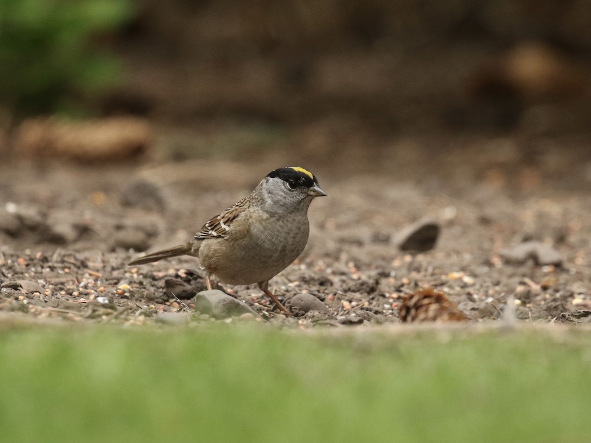 Golden-crowned Sparrow - ML618434743