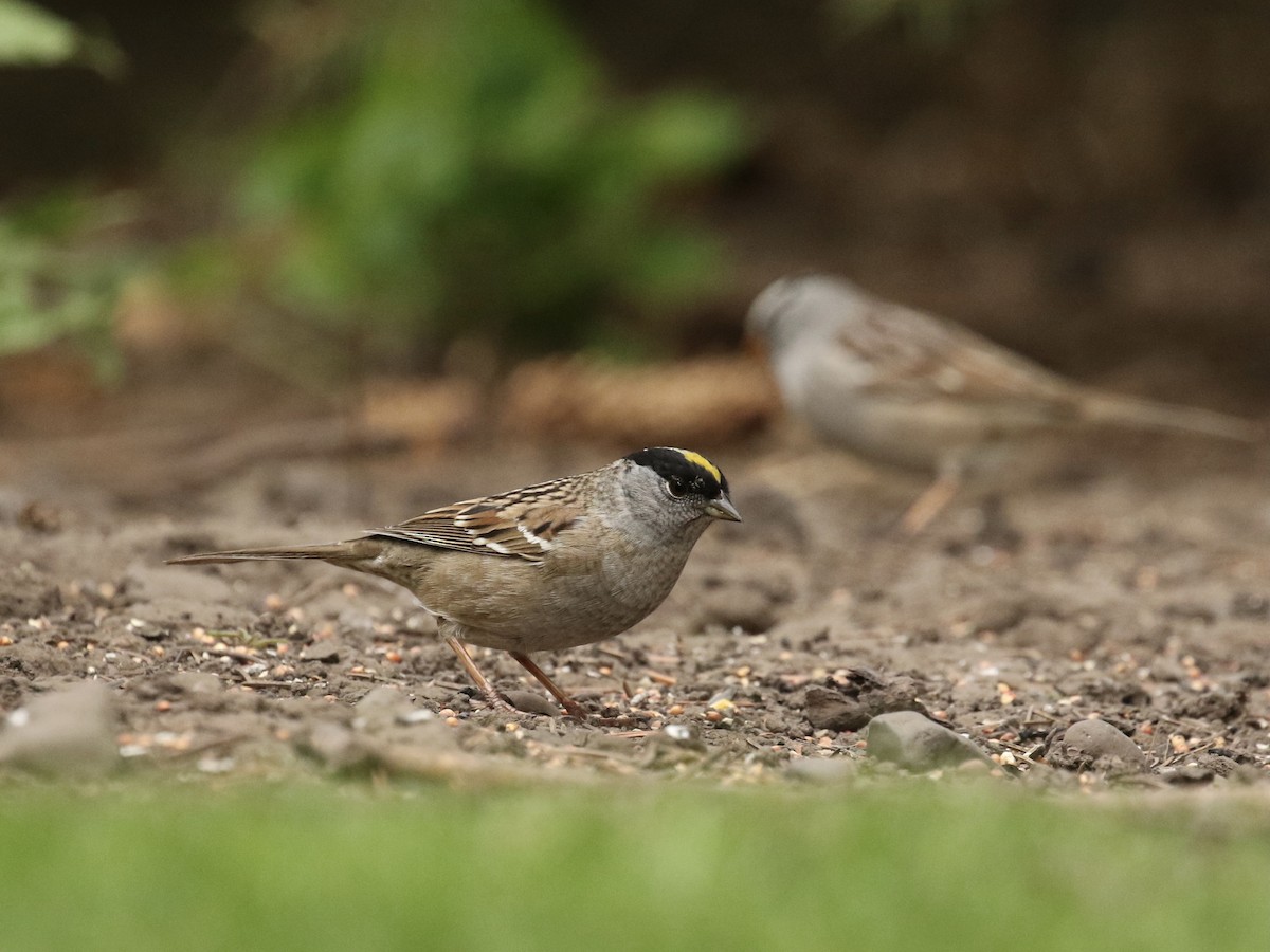 Golden-crowned Sparrow - ML618434744