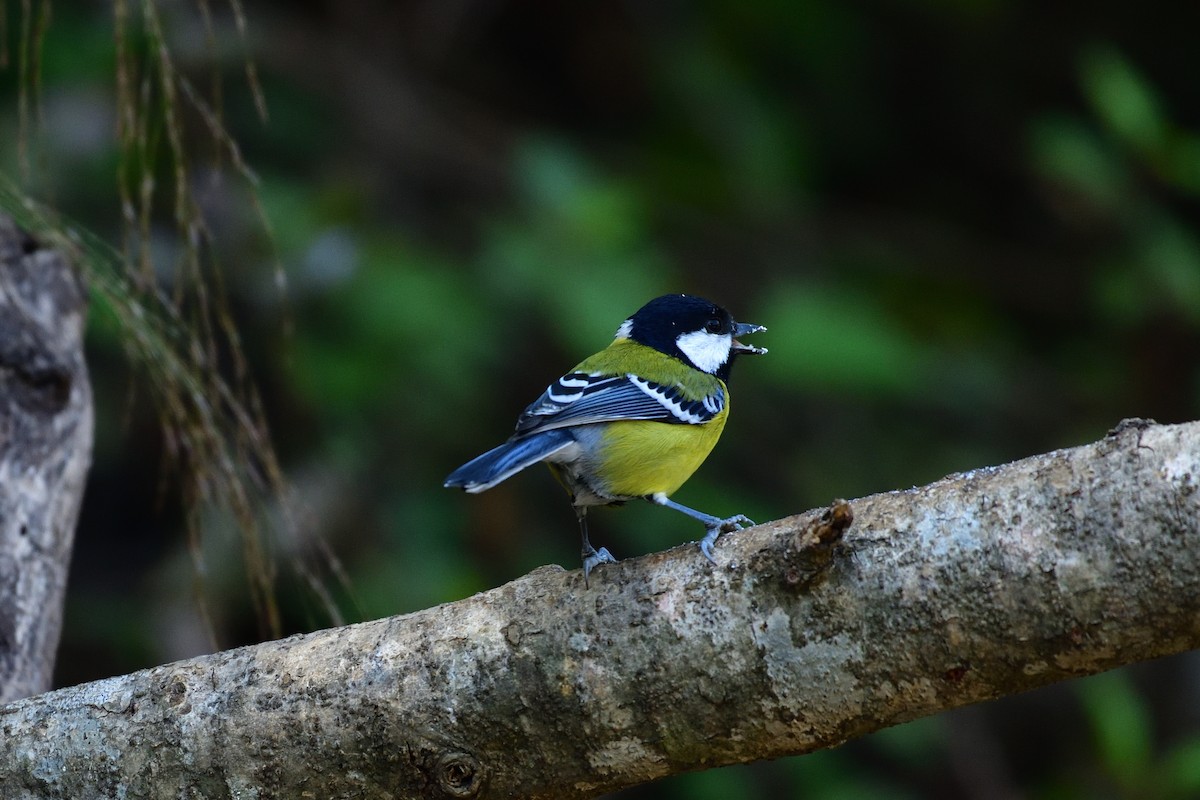 Green-backed Tit - ML618434762