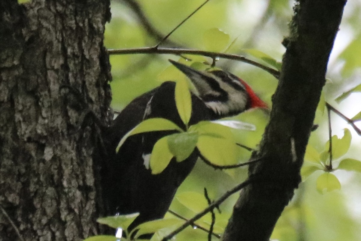 Pileated Woodpecker - ML618434784