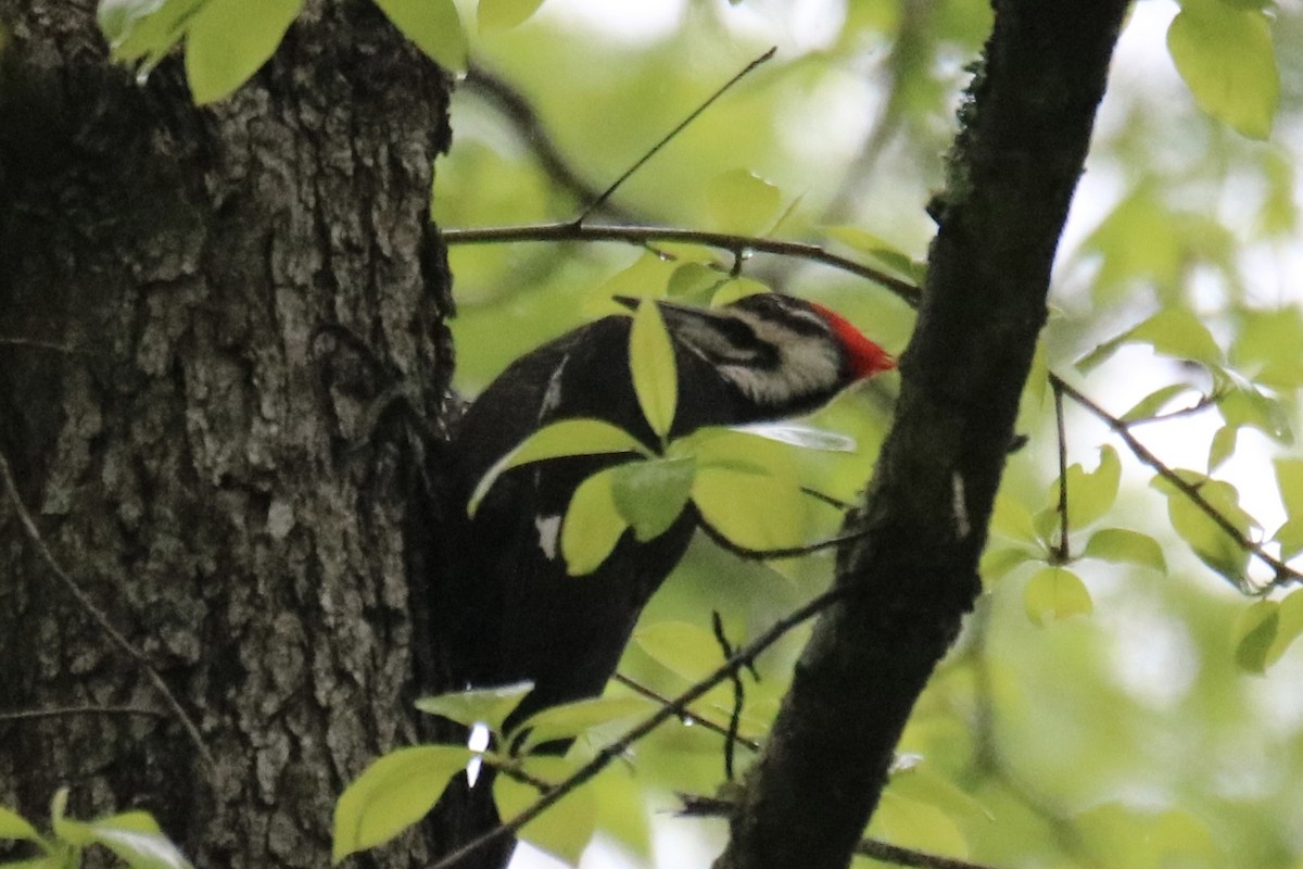 Pileated Woodpecker - ML618434785